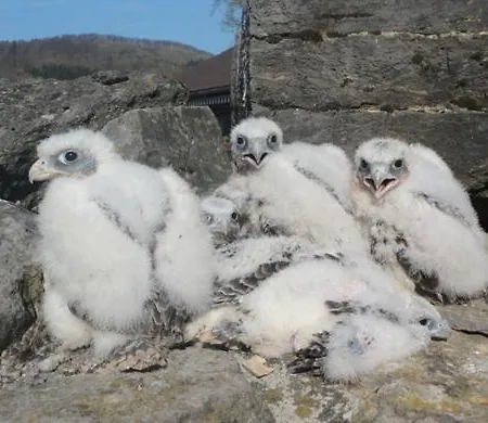 Charlotte Апартаменты *