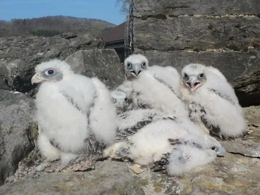 Charlotte Appartement *